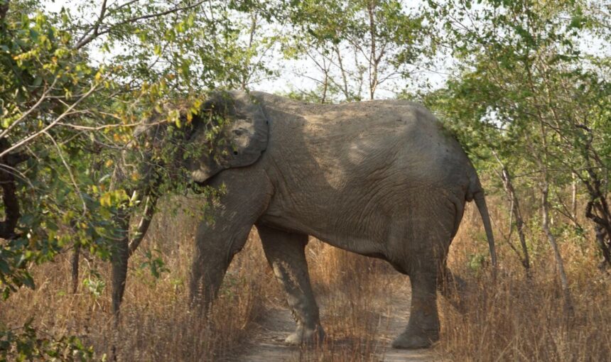 What to pack for a safari weekend in Ghana (and what to leave at home)