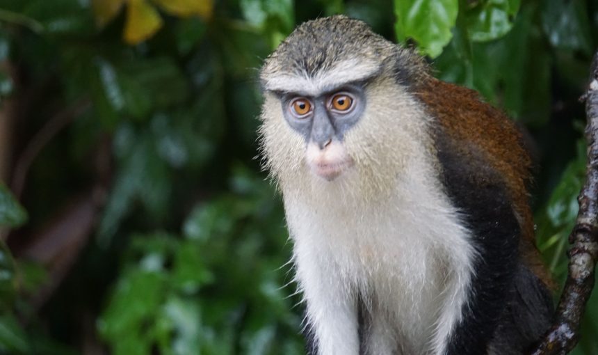 Our pre-Christmas nature trip to the Volta Region