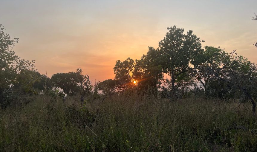 We are going to Mole National Park